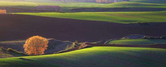 Primavera_alamos_cereal02.jpg_3692725441