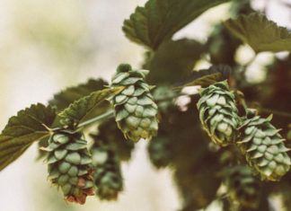 Italia delle birre. MARCHE: 69 St’Orta di I BEER