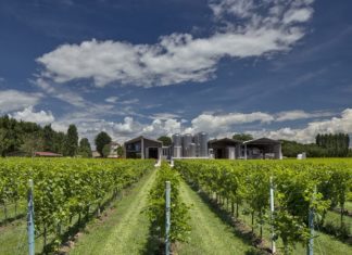 TREVISO: Pizzolato Organic Wine Tour
