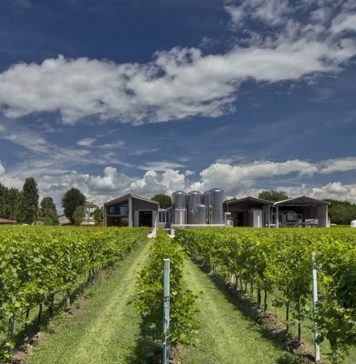 TREVISO: Pizzolato Organic Wine Tour