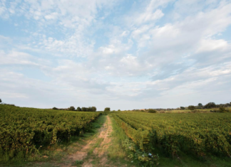CIRO’ MARINA: Librandi Wine Tour