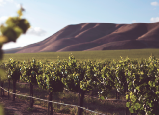 Giornata Nazionale della Cultura del VINO e dell’OLIO 2019