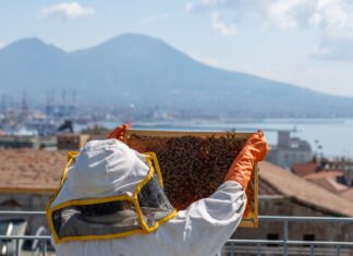 A NAPOLI arriva un nuovo progetto di apicoltura urbana firmato da uno chef
