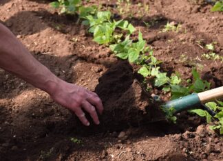 AMICO BIO: biodiversità, gusto e natura