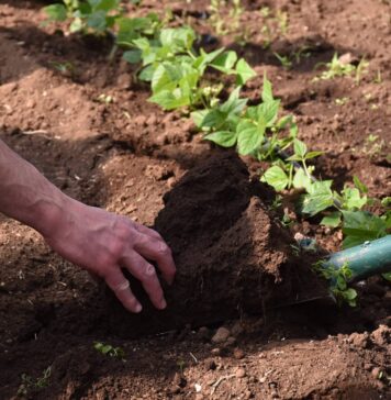 AMICO BIO: biodiversità, gusto e natura