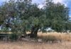 CARRUBA FOOD DAYS:la nuova rete digitale per valorizzare un superfood millenario