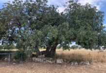 CARRUBA FOOD DAYS:la nuova rete digitale per valorizzare un superfood millenario